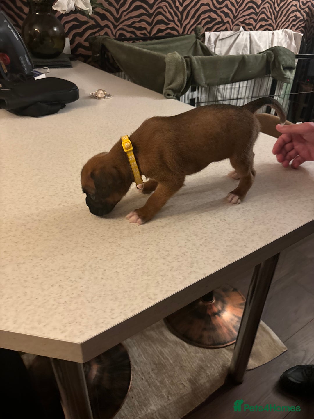 Boxer dogs for sale: Boxer puppies 5 bitches 1 boy  - Advert 31