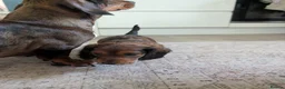 Dachshund dogs for sale: Miniature Dachshund pups  - Advert 3