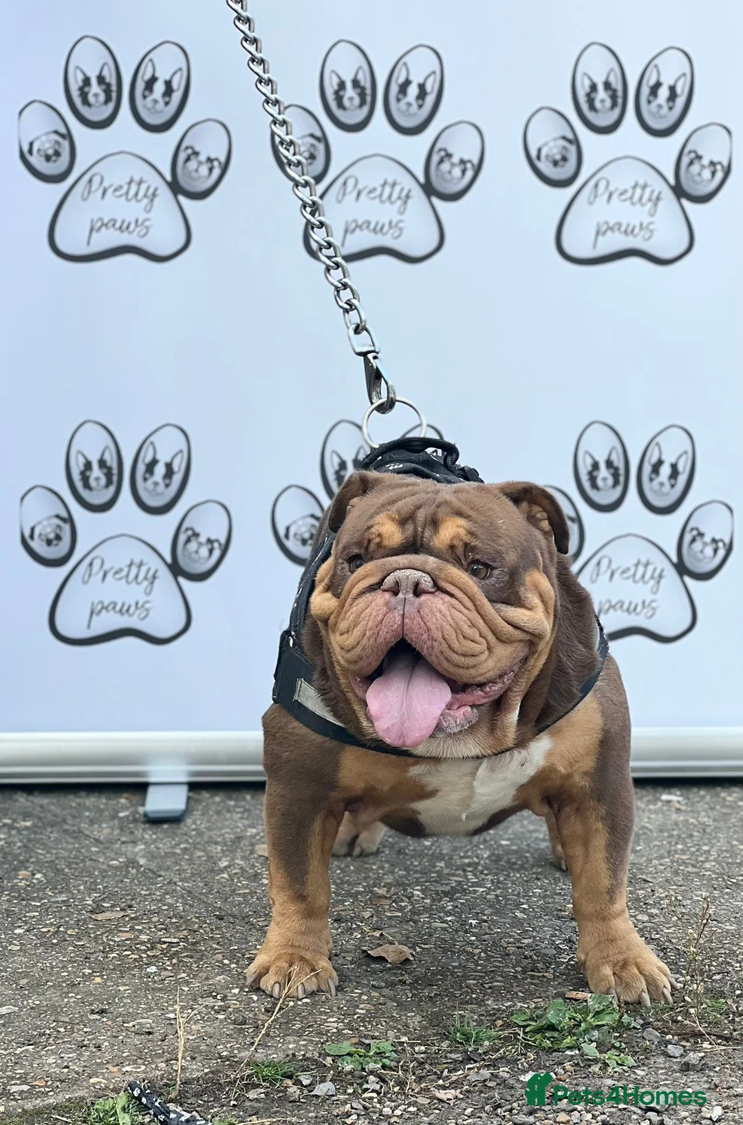 English Bulldog dogs for stud: Dog for stud in Dagenham - Advert 2