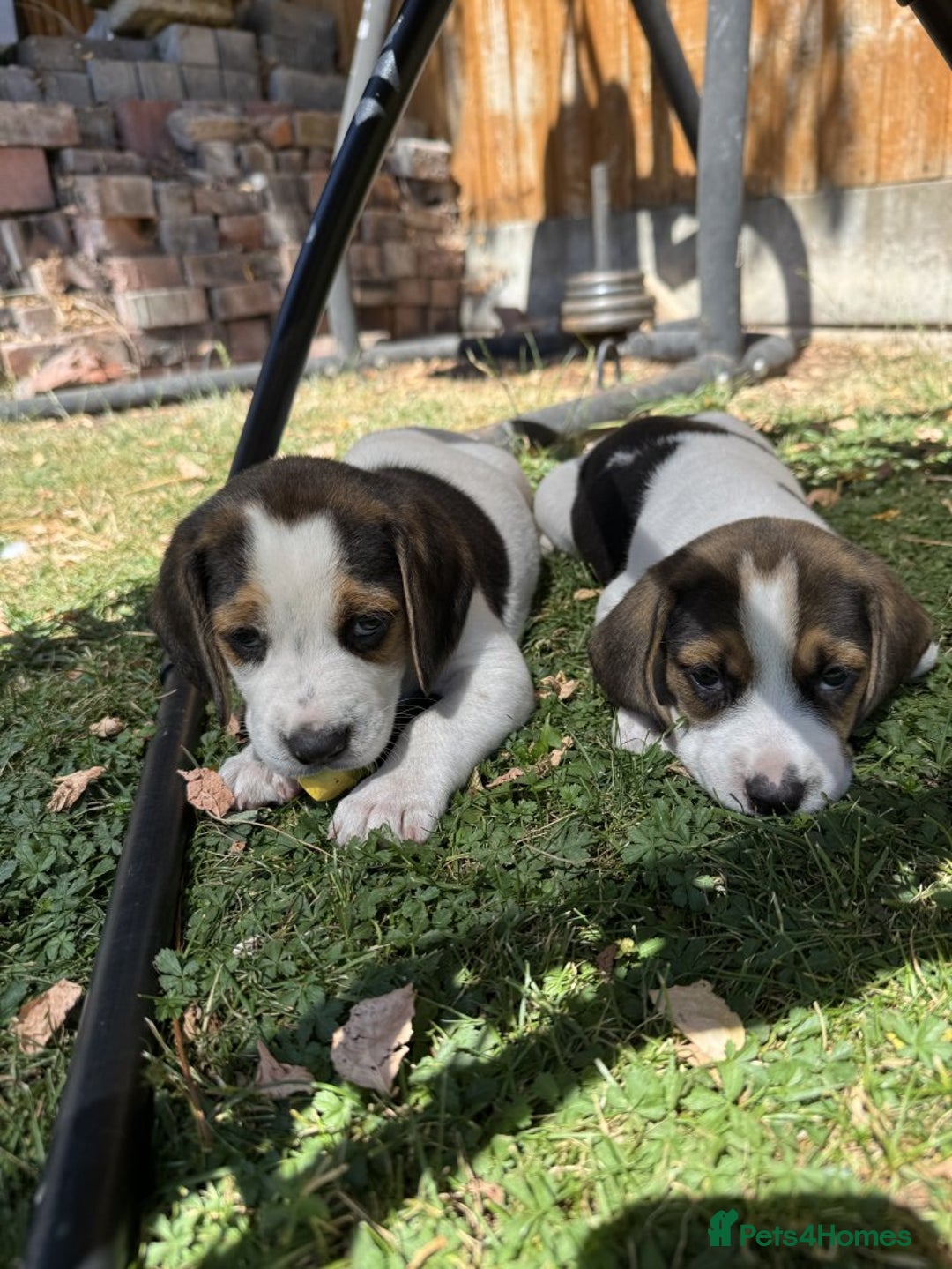 Beagle dogs for sale: Beagle puppies for sale,ready to leave NOW‼️ - Image 5