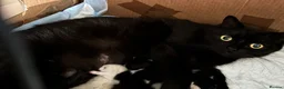 Mixed Breed cats for sale: Lovely friendly kittens for sale  - Advert 5