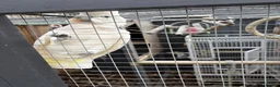 Cockatoo birds for sale: Ducorps cockatoo in Colchester - Advert 3