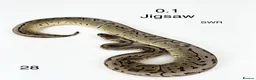 Python Snake reptiles for sale: Various royal pythons for sale - Advert 10