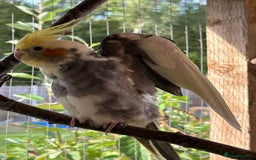 Cockatiels birds for sale: Cockatiels for sale (mixed) - Image 5