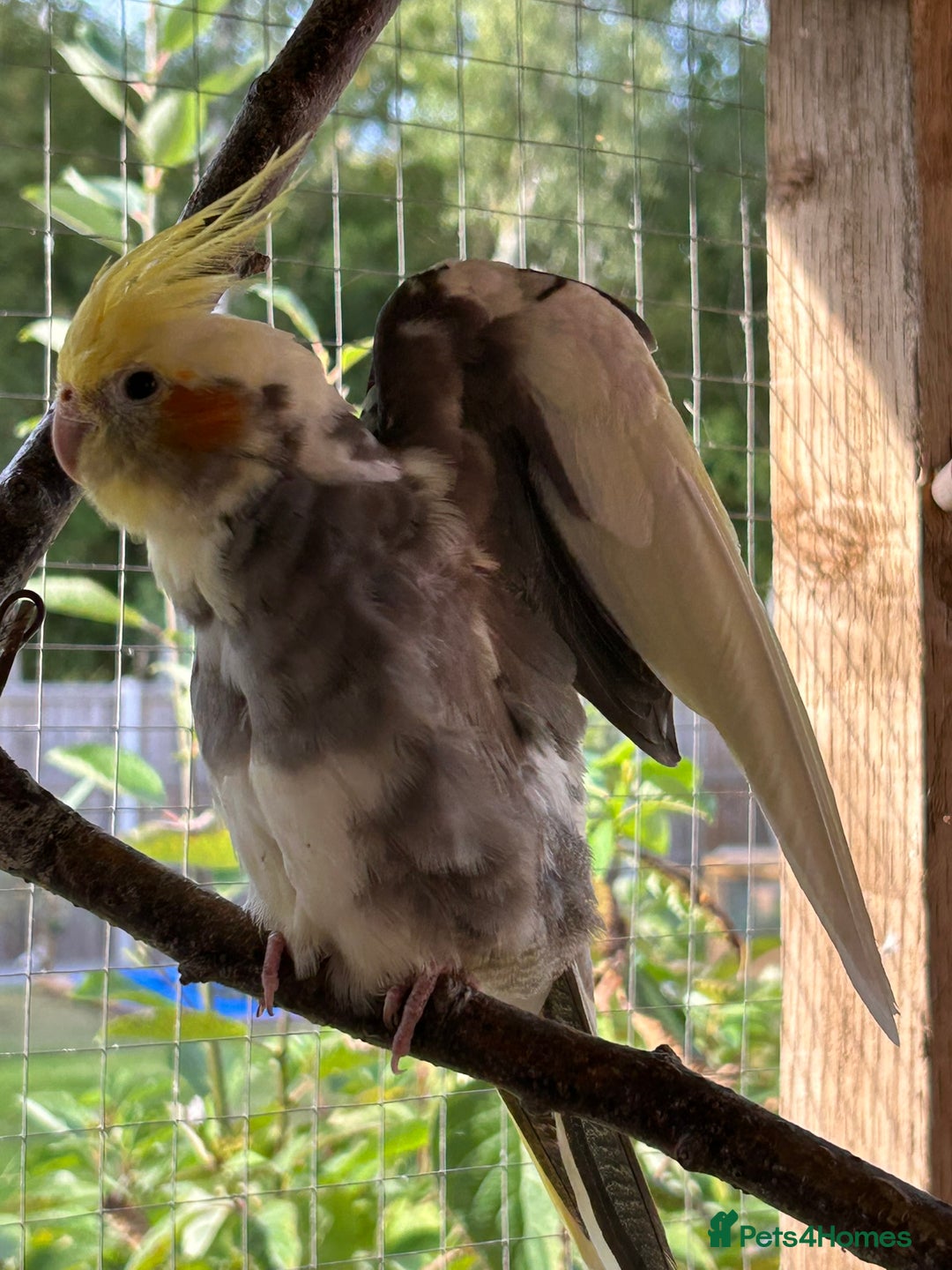 Cockatiels birds for sale: Cockatiels for sale (mixed) - Image 5