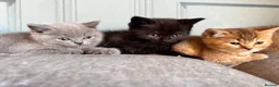 British Shorthair cats for sale: stunning affectionate Kittens available - Advert 3