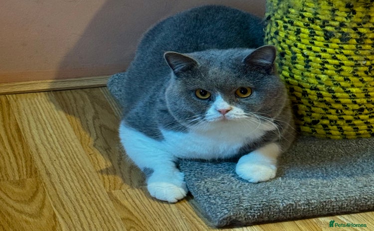 British Shorthair cats - Advert 1