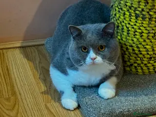 British Shorthair cats Stunning Pedigree GCCF BSH male for stud!! - Advert 12