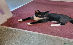 British Shorthair cats for sale: Short hair kitten for sale  - Image 1