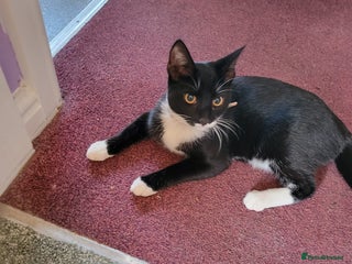 British Shorthair cats - Advert 32