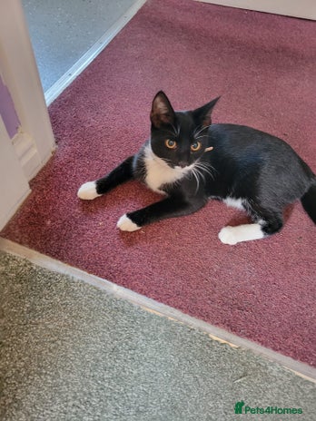 British Shorthair cats - Advert 5