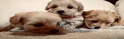 Maltipoo dogs for sale: Miniature Maltipoo Puppies - Advert 18