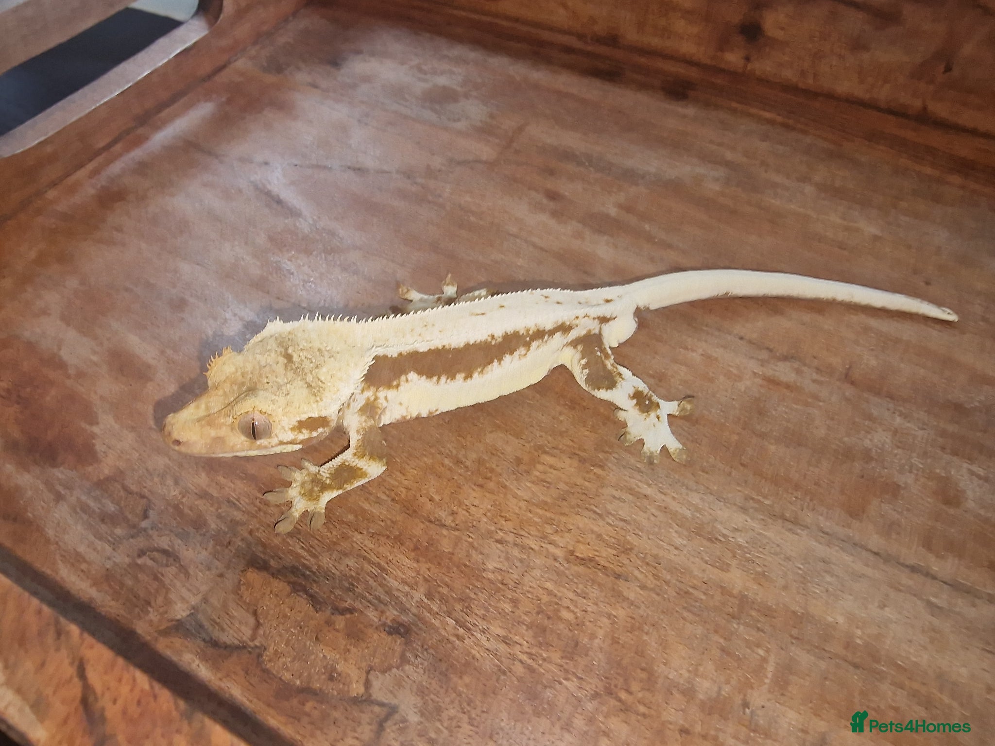 Gecko reptiles for sale: 8x Crested geckos/Full collection available!  - Advert 18