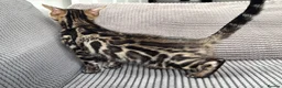 Bengal cats for sale: Full pedigree rosetted bengal kitten -male  - Advert 9