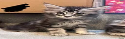 Maine Coon cats for sale: 10kittens 🐱 Ready to leave now  - Advert 7
