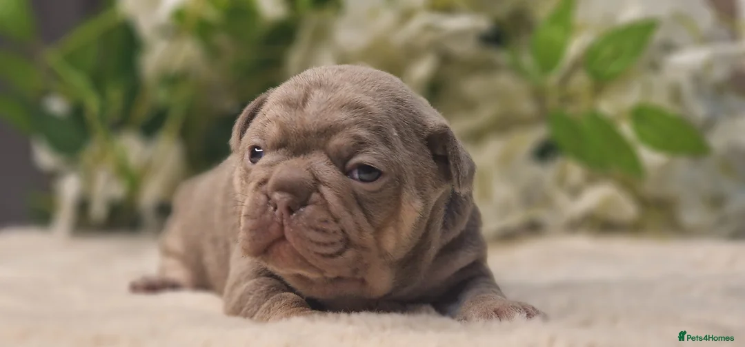 French Bulldog dogs for sale: 💥👀 NEW SHADE ISABELLA, MERLE TRI LILAC   - Advert 12