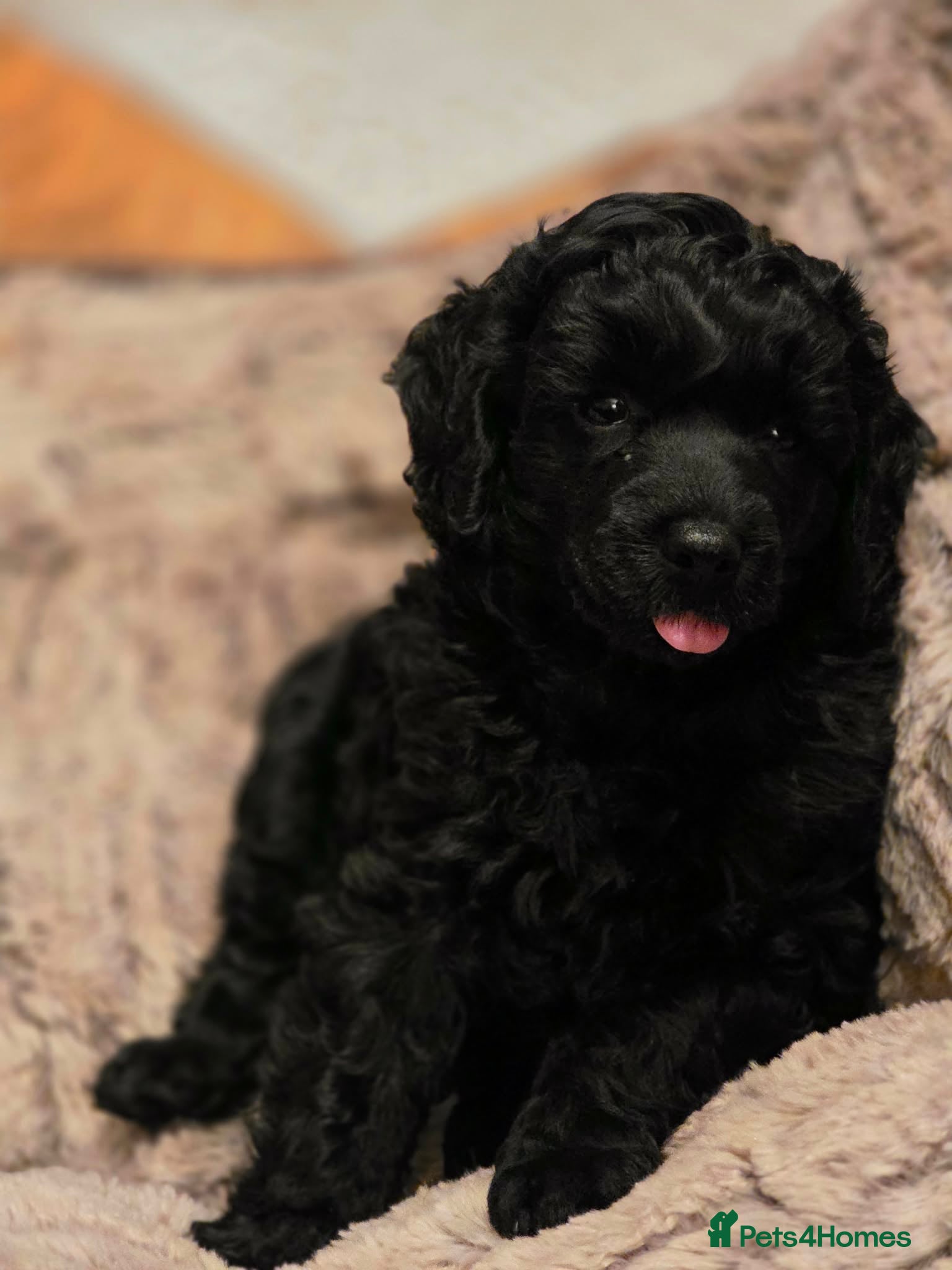 Miniature Poodle dogs Beutiful mini poodle girl - Advert 10