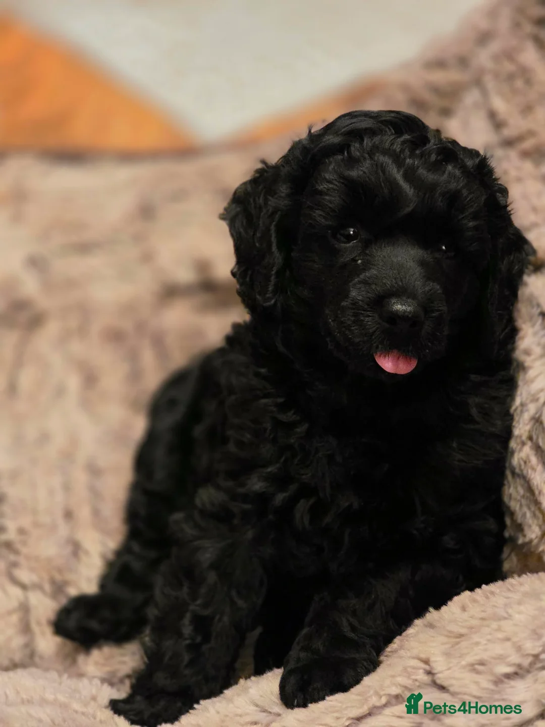 Miniature Poodle dogs for sale: Beutiful mini poodle girl - Advert 1