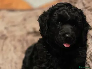 Miniature Poodle dogs Beutiful mini poodle girl - Advert 18
