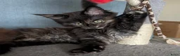 Maine Coon cats for sale: Three beautiful female Maine coons  - Advert 5