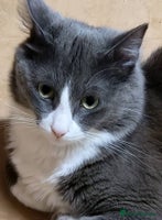 Mixed Breed cats absolutely beautiful grey female kitten - Advert 7