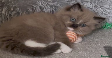 Ragdoll cats - Advert 9