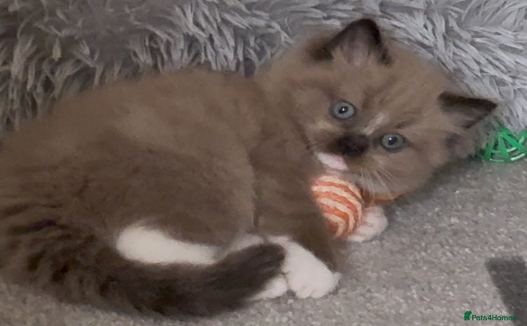 Ragdoll cats - Advert 10