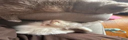 Persian cats for sale: Odd eyed male kitten  - Advert 30