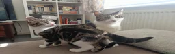 Mixed Breed cats for sale: Two Adorable Kittens Looking for Home!  - Advert 3