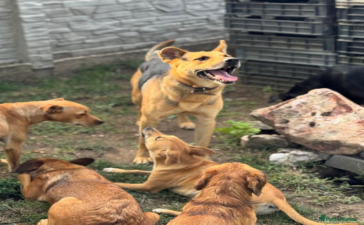 Mixed Breed dogs - Advert 10