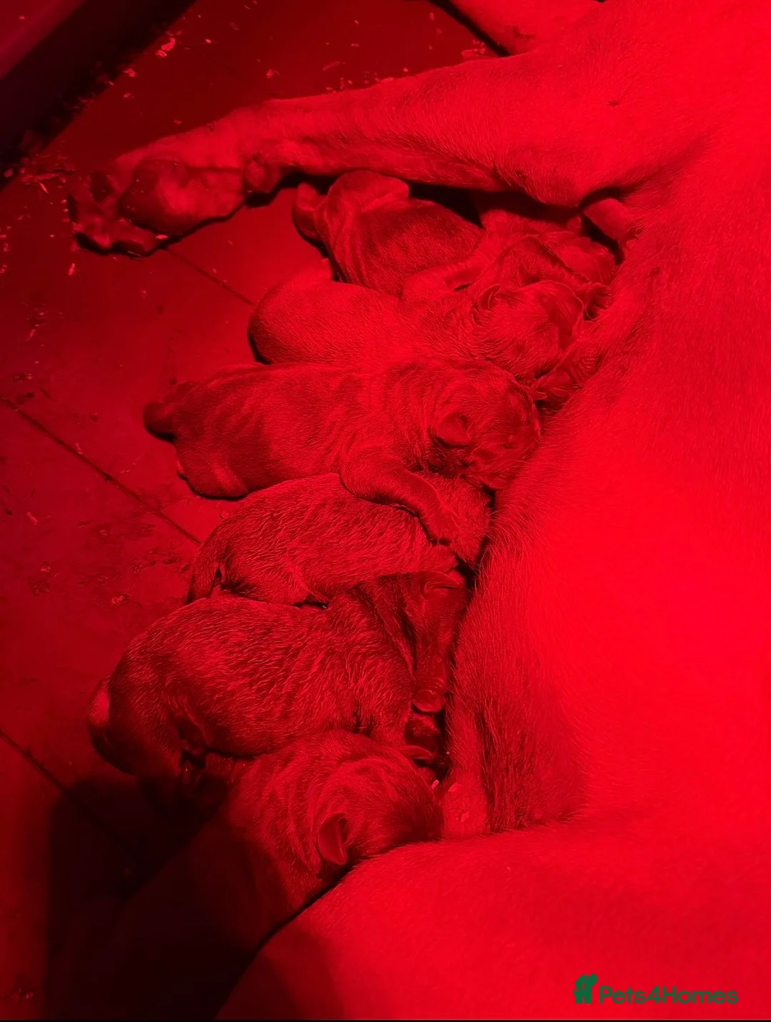 Cane Corso dogs for sale: Cane corso puppies ICCF registered  - Advert 8