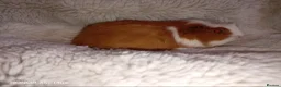 Guinea Pig rodents for sale: 1 boy 6 girls - Advert 3