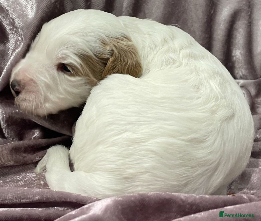 Labradoodle dogs for sale: Labradoodles for Sale! - Image 33