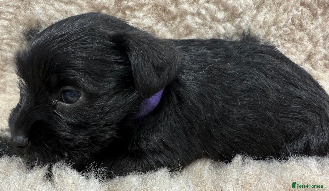 Miniature Schnauzer dogs for sale: Miniature schnauzers pups - Image 30