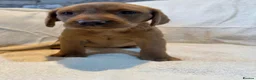 Labrador Retriever dogs for sale: Labradors FOX RED - Advert 16