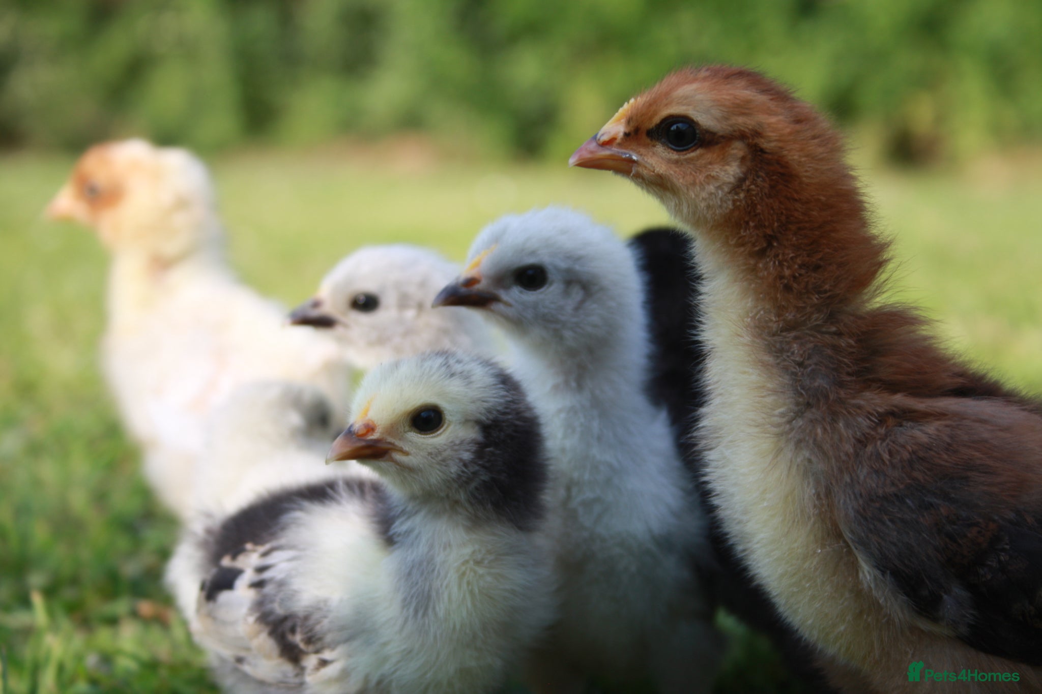 Chickens poultry Mixed bantam chicks  - Advert 19