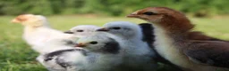 Chickens poultry for sale: Mixed bantam chicks  - Advert 1