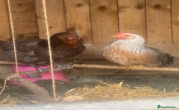 Chickens poultry - Advert 1