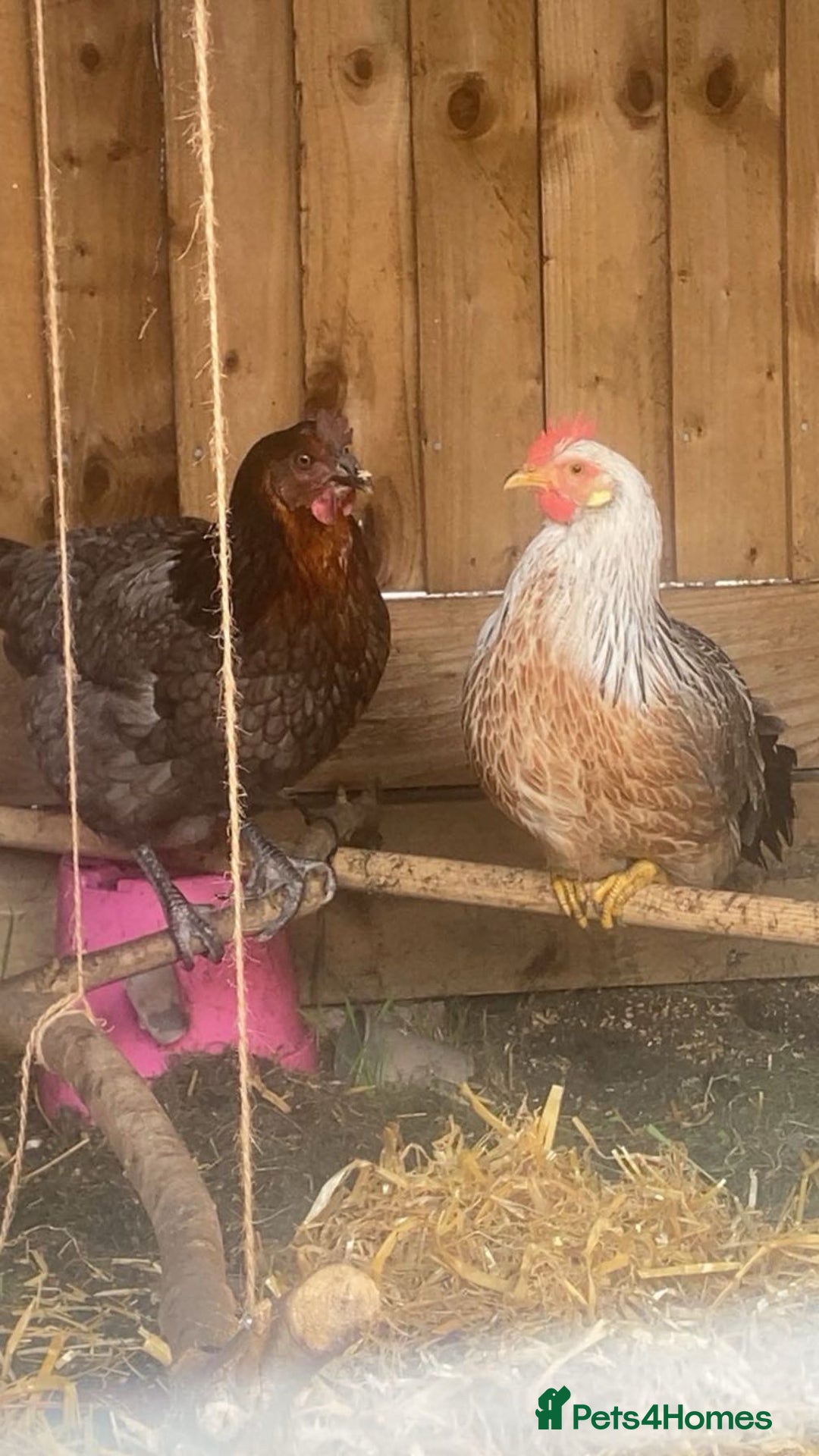 Chickens poultry for sale: Two hens for sale - Image 1