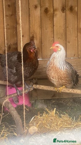 Chickens poultry - Advert 10