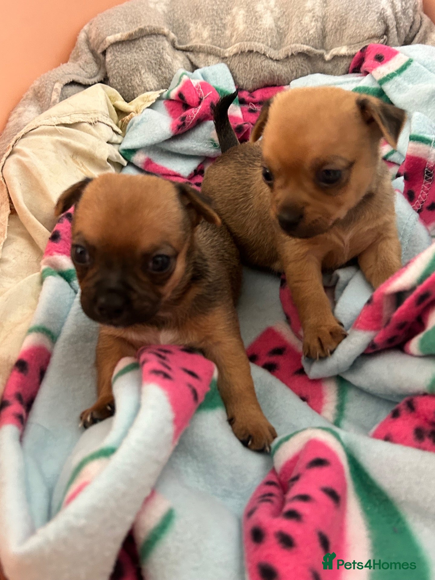 Chihuahua dogs Beautiful chihuahua puppies  - Advert 3