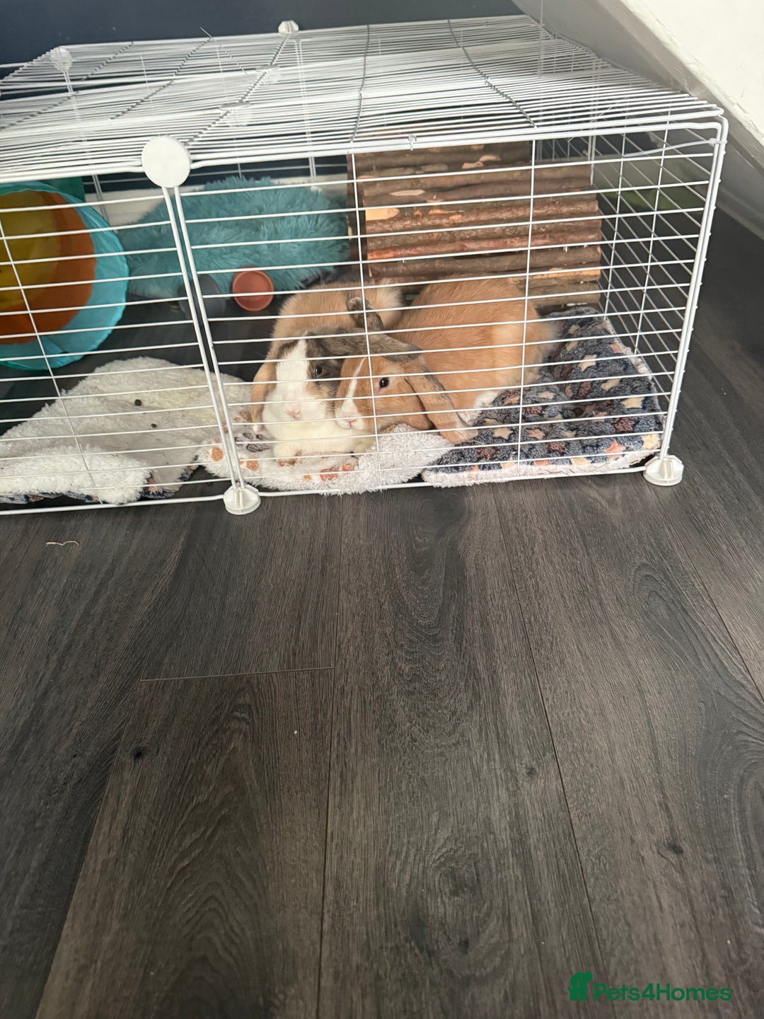 Mini Lop rabbits for sale: Mini lop brothers - Advert 5