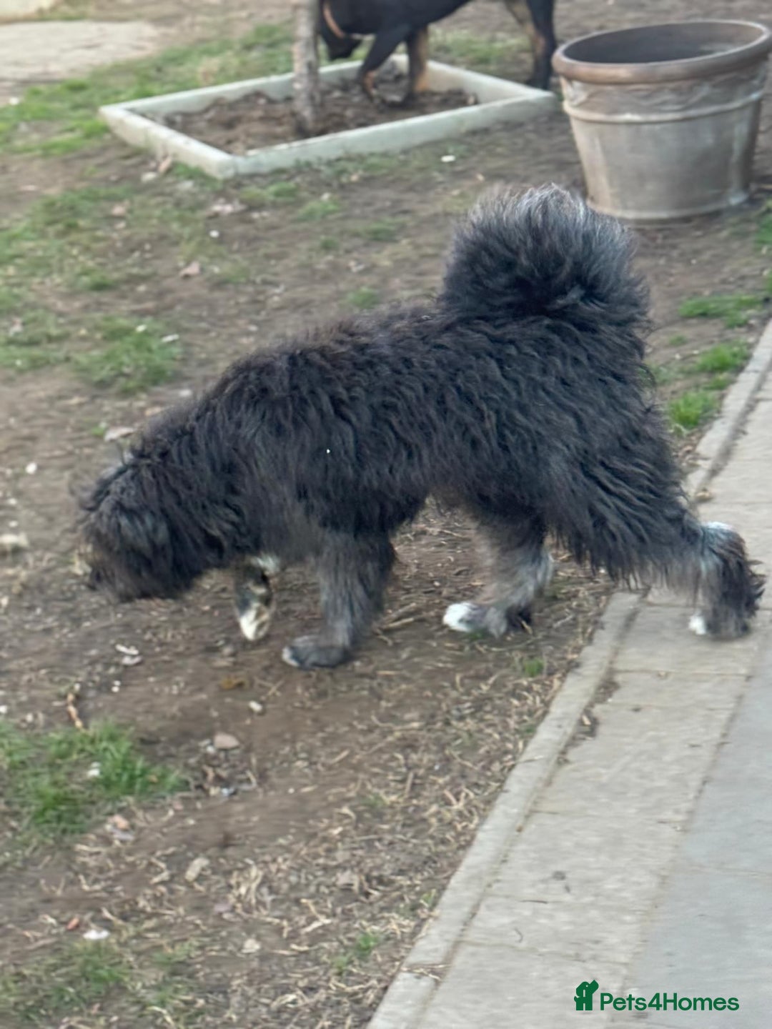 Mixed Breed dogs for adoption: Beautiful Jennifer needs a loving home - Advert 11