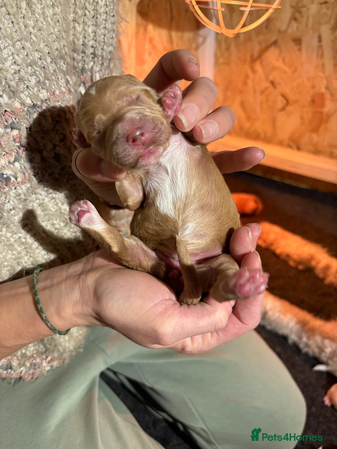 Double Doodle dogs for sale: Update - 8 Healthy Pups born 12th March - Advert 35