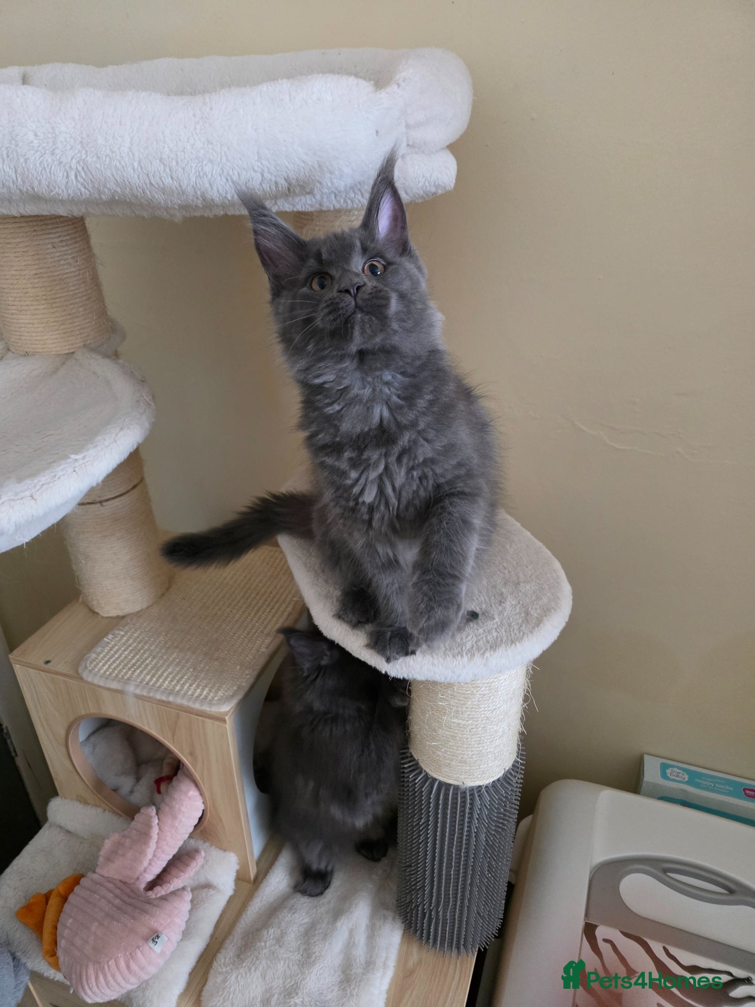 Maine Coon cats GCCF Gorgeous mainecoon kittens  - Advert 2