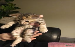 Bengal cats for sale: Cute and fluffy half Bengal kittens  - Image 36