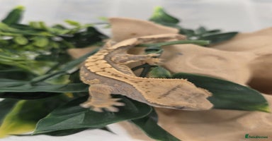 Gecko reptiles Baby Crested Gecko Reptile Crestie  - Advert 2