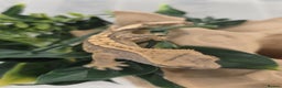 Gecko reptiles for sale: Baby Crested Gecko Reptile Crestie  - Advert 2