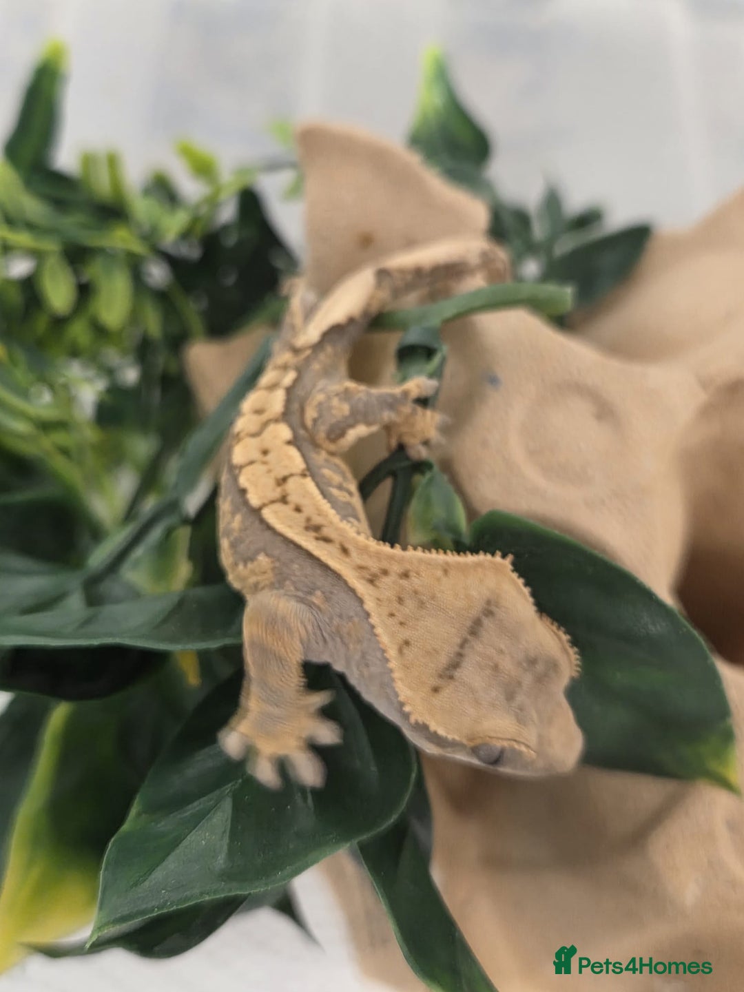 Gecko reptiles for sale: Baby Crested Gecko Reptile Crestie  - Advert 2