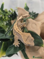 Gecko reptiles Baby Crested Gecko Reptile Crestie - Advert 10